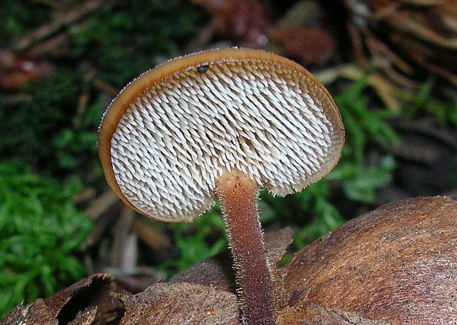 La Flora fungina negli aspetti microclimatici subtropicali